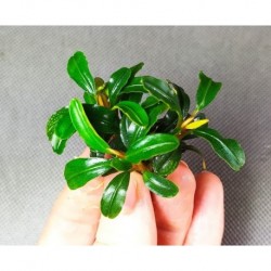 Bucephalandra Brownie Phoenix 2