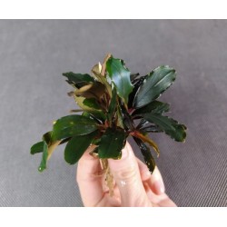 Bucephalandra Melawi 2