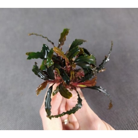Bucephalandra Red Dagger