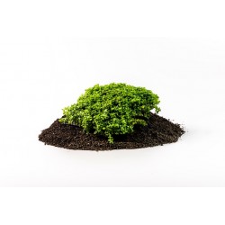 VOLCANO BLACK POWDER 2L 2