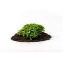 VOLCANO BLACK POWDER 8L