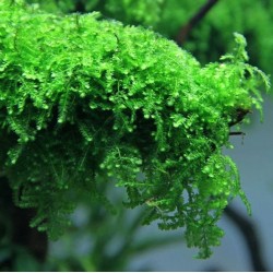 Vesicularia ferriei (Weeping moss) 2