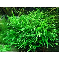 Microsorum pteropus 'Trident' 2