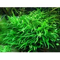 Microsorum pteropus 'Trident'