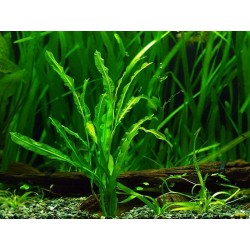 Potamogeton malaianus 2