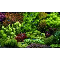 Kolekce rostlin pro holandske akvarium 300l 2