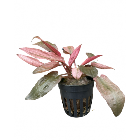 Cryptocoryne flamingo