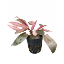 Cryptocoryne flamingo