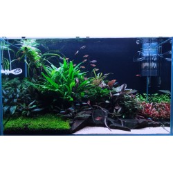 Kolekce rostlin pro nenarocne akvarium 300l 2