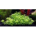 Penthorum Sedoides