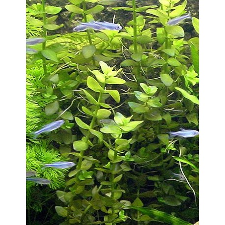 Bacopa caroliniana