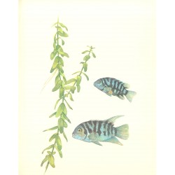 Bacopa caroliniana 2