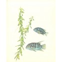 Bacopa caroliniana