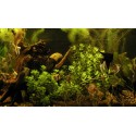 Bacopa caroliniana