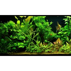Kolekce rostlin pro spolecenske akvarium 300l 2