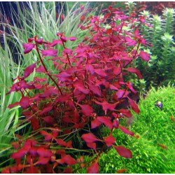 Ludwigia sp. 'Mini Super Red' 2