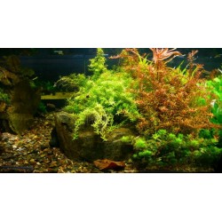 Rotala rotundifolia green 2