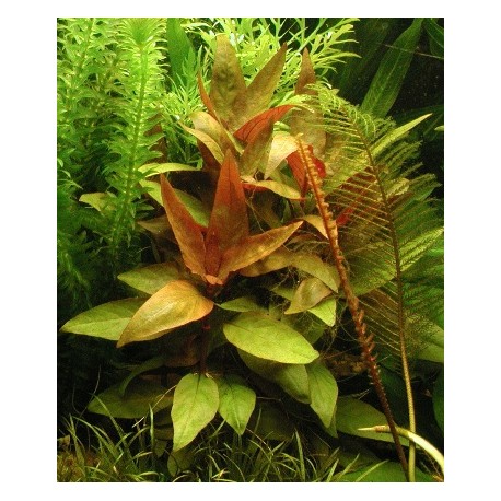 Alternanthera Lilacina