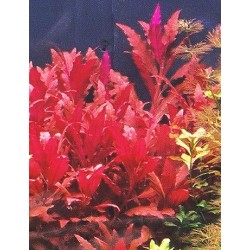 Alternanthera Splendida 2