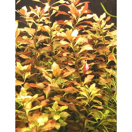 Ludwigia repens