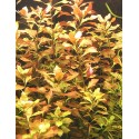 Ludwigia repens