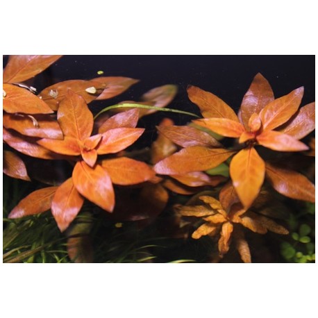 Ludwigia repens