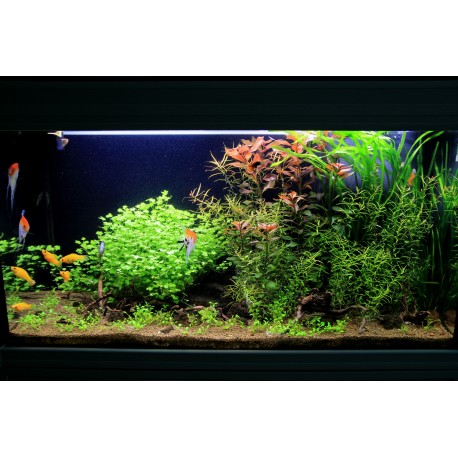 Ludwigia repens