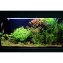 Ludwigia repens