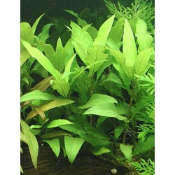 Hygrophila guyanensis 2