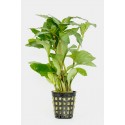 Hygrophila guyanensis