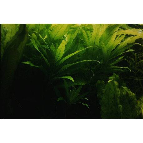 Hygrophila guyanensis  (foto: Karel Rataj st., r.1980) 