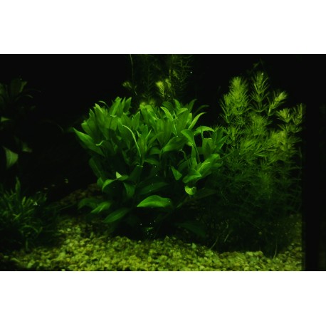 Nesaea pedicellata  (foto: Karel Rataj st., r.1980) 