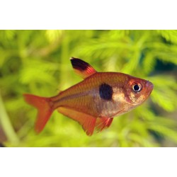 Tetra krvavá - Hyphessobrycon eques 2
