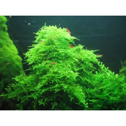 Vesicularia montagnei (Christmas moss) 2