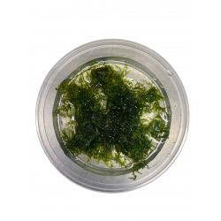 Vesicularia ferriei (Weeping moss)
