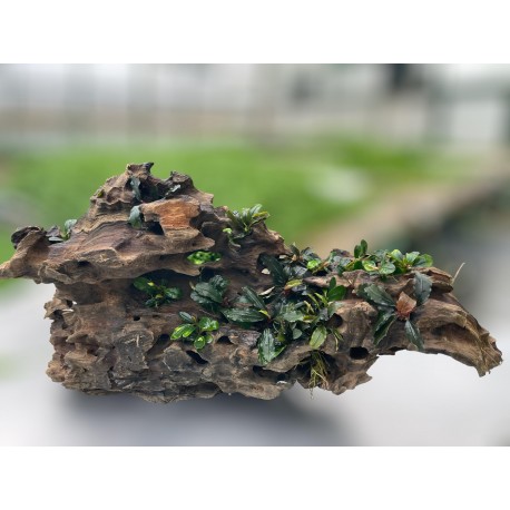 Dragon Wood