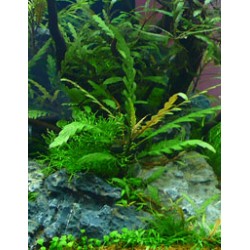 Hygrophila pinnatifida 2