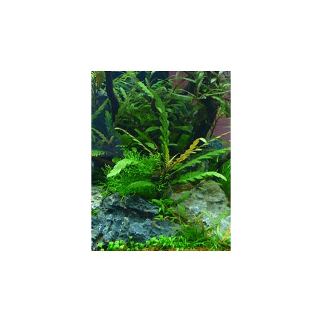 Hygrophila pinnatifida
