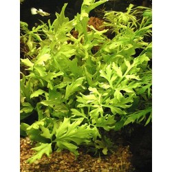 Ceratopteris thalicroides 2