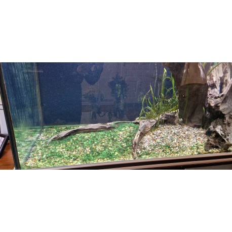 Akvárium před použitím Algae destruct