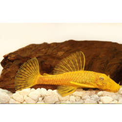 Krunýřovec sp. gold- Ancistrus sp. gold