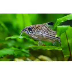 Pancéříček leopardí  - Corydoras julli /leopard/
