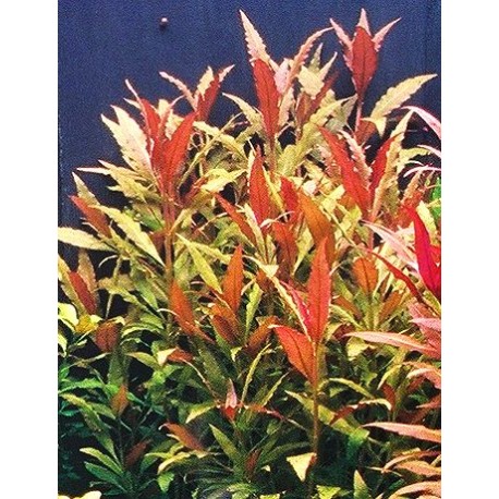 Alternanthera Rosaefolia