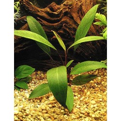 Anubias angustifolia 2