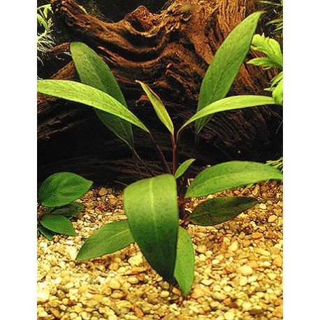 Anubias angustifolia