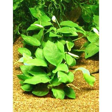 Anubias barteri nana