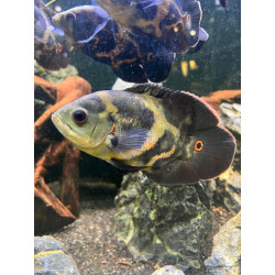 Vrubozubec paví - Astronotus Ocellatus 2