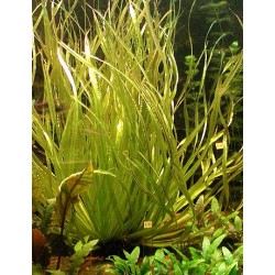 Blyxa aubertii
