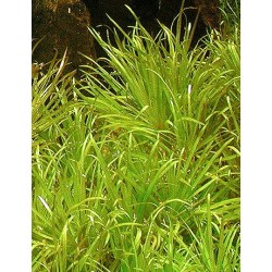 Blyxa japonica 2