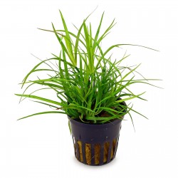 Juncus repens 2
